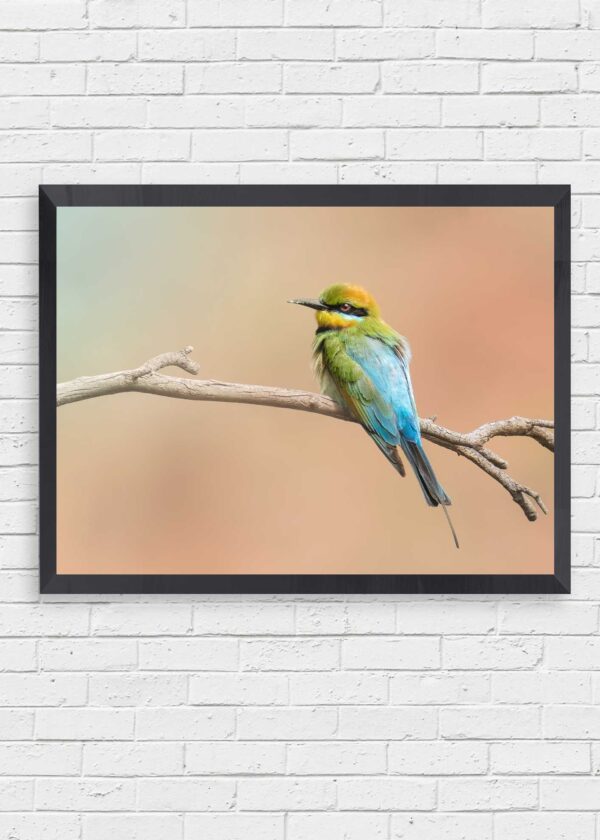 Rainbow Bee Eater Portrait Fine Art Print