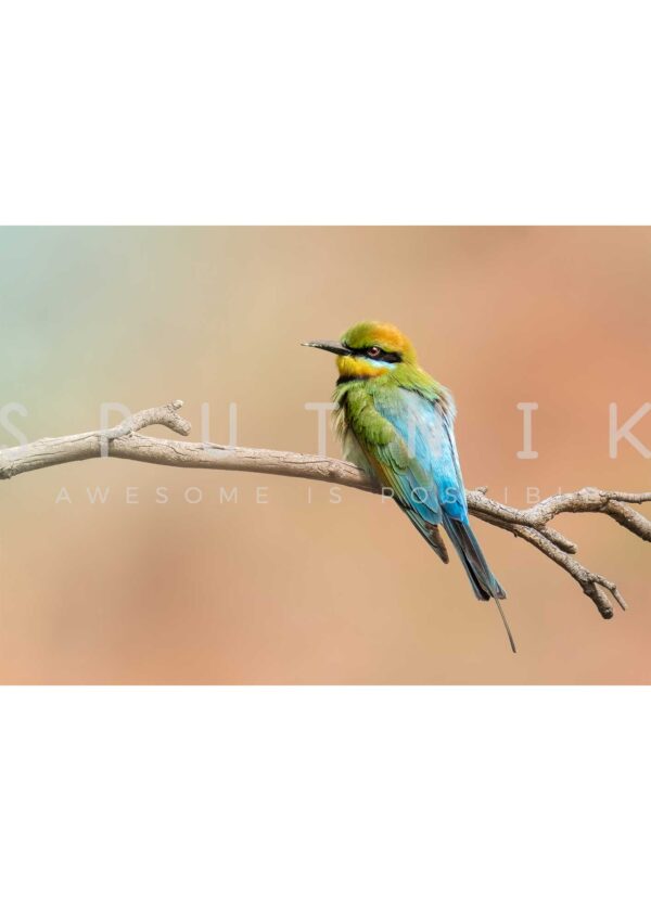 Rainbow Bee Eater Portrait Fine Art Print - Image 2