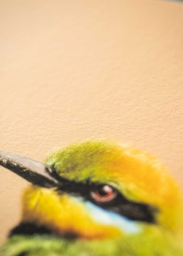 Rainbow Bee Eater Portrait Fine Art Print - Image 9