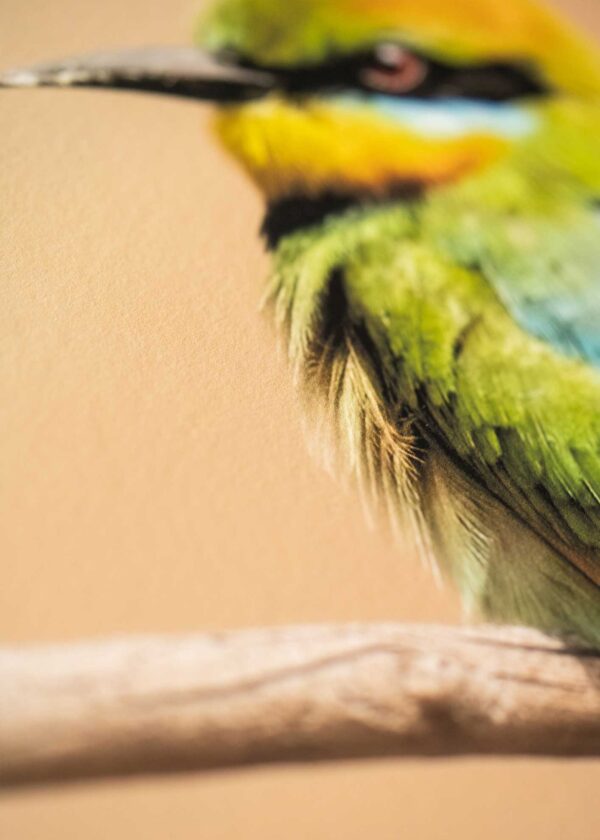 Rainbow Bee Eater Portrait Fine Art Print - Image 8