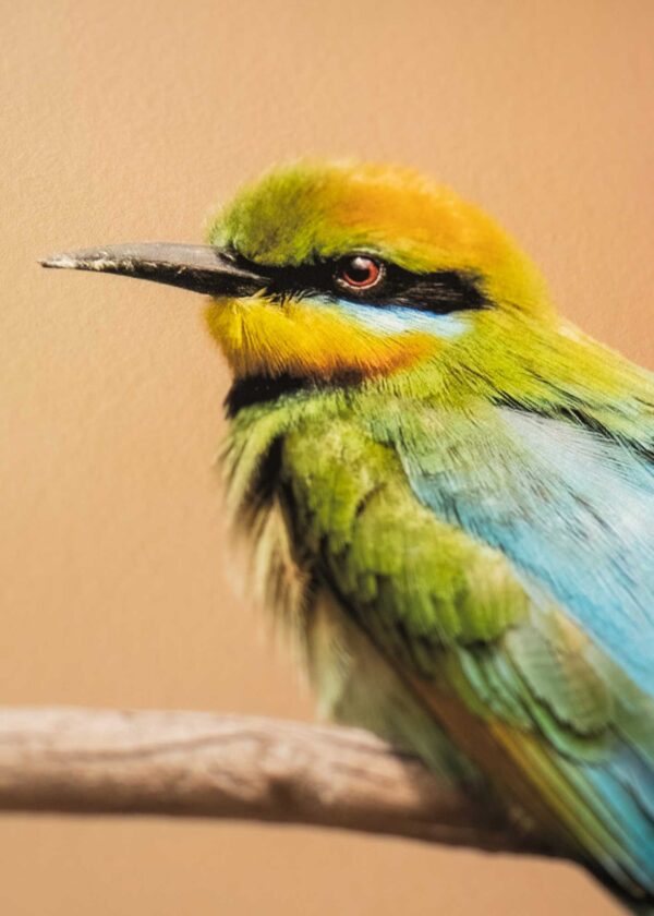 Rainbow Bee Eater Portrait Fine Art Print - Image 7