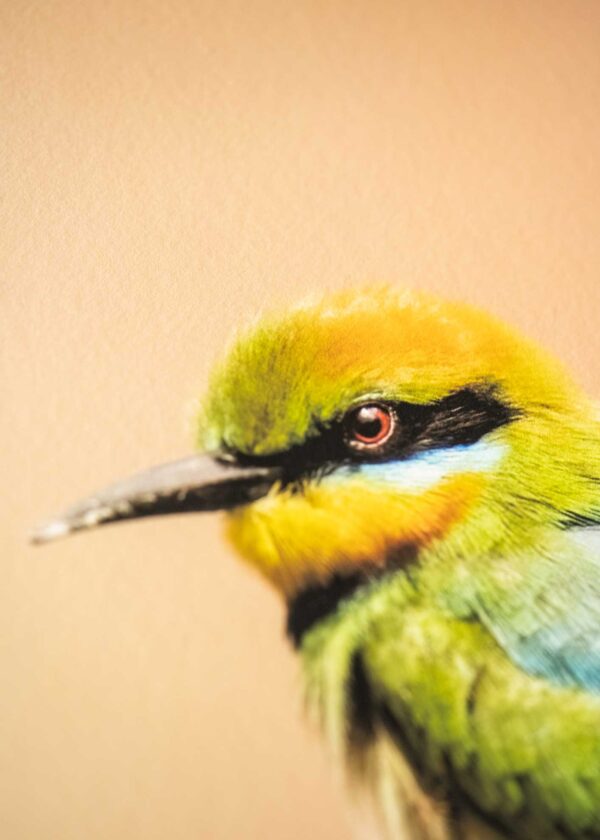 Rainbow Bee Eater Portrait Fine Art Print - Image 4