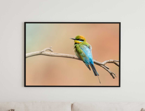 Bird Pics for Sale