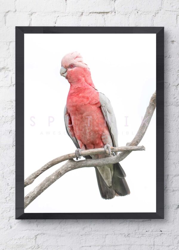 Galah Fine Art Print