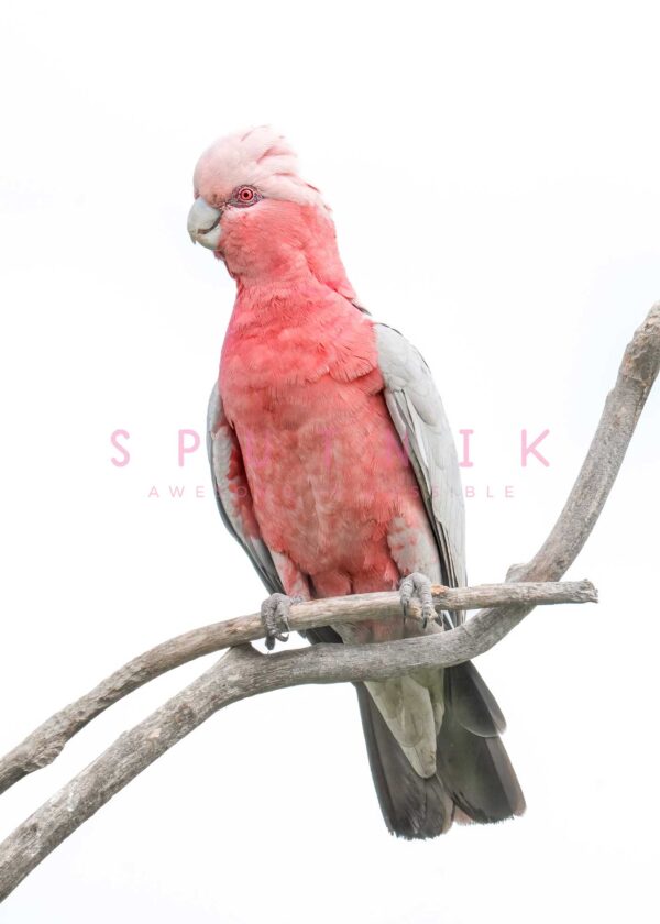 Galah Fine Art Print - Image 2