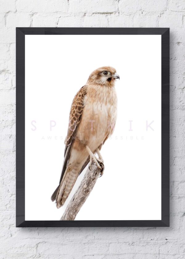 Australian/Nankeen Kestrel Fine Art Print