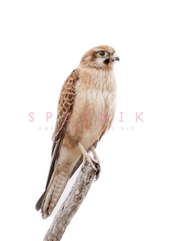 Australian/Nankeen Kestrel Fine Art Print - Image 2