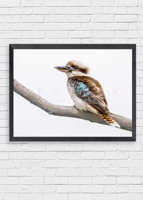 Laughing Kookaburra Fine Art Print