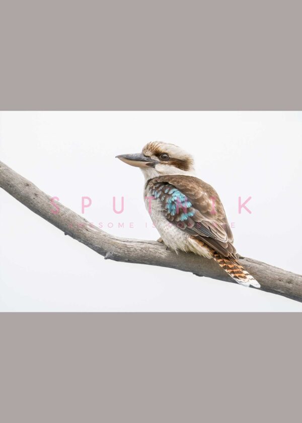 Laughing Kookaburra Fine Art Print - Image 2