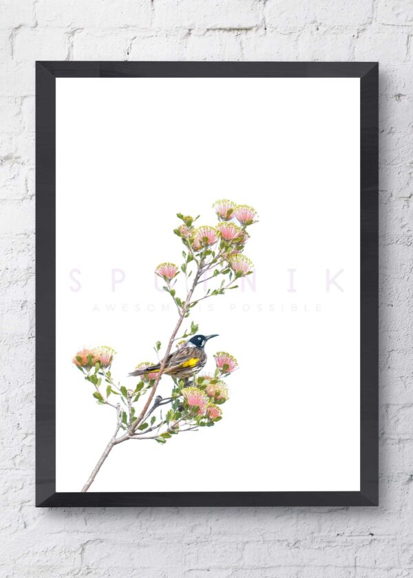 New Holland Honeyeater Matchstick Banksia Fine Art Print