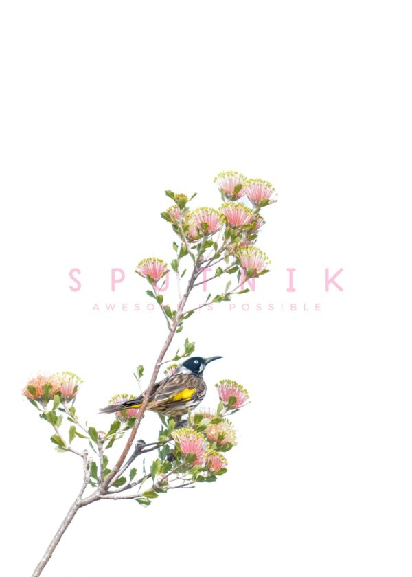 New Holland Honeyeater Matchstick Banksia Fine Art Print - Image 2