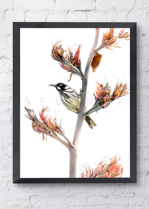 New Holland Honeyeater Flax Fine Art Print