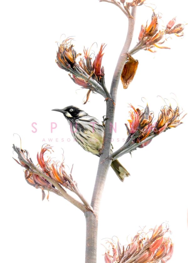 New Holland Honeyeater Flax Fine Art Print - Image 2