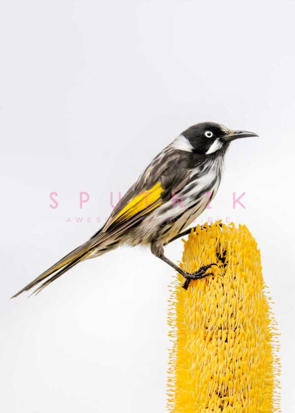 New Holland Honeyeater Banksia Fine Art Print - Image 2