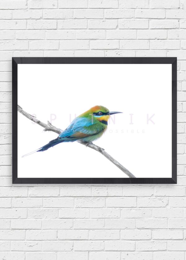 Rainbow Bee Eater Fine Art Print