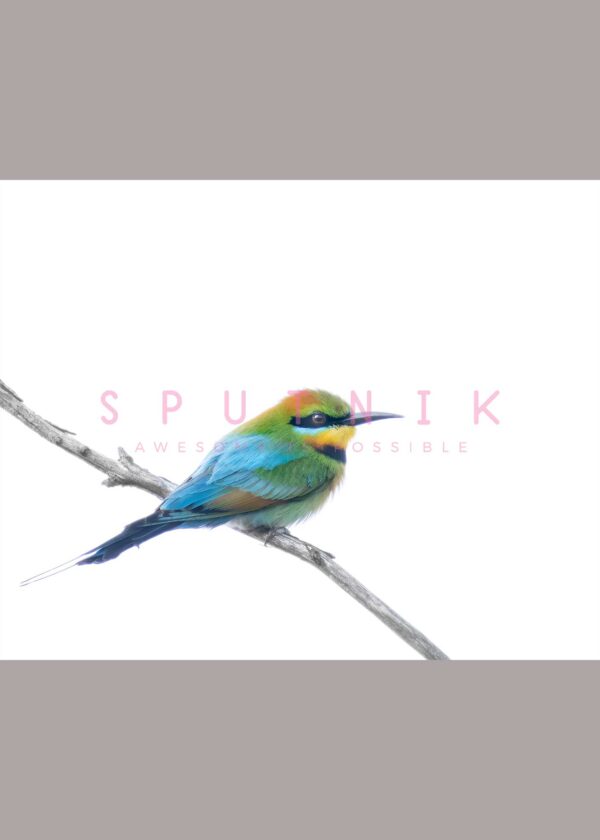 Rainbow Bee Eater Fine Art Print - Image 2