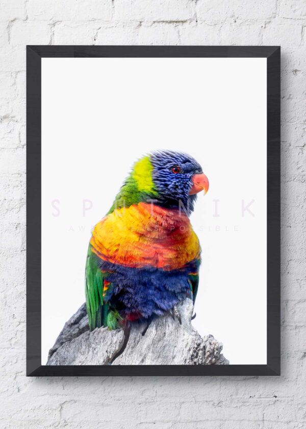 Rainbow Lorikeet Fine Art Print