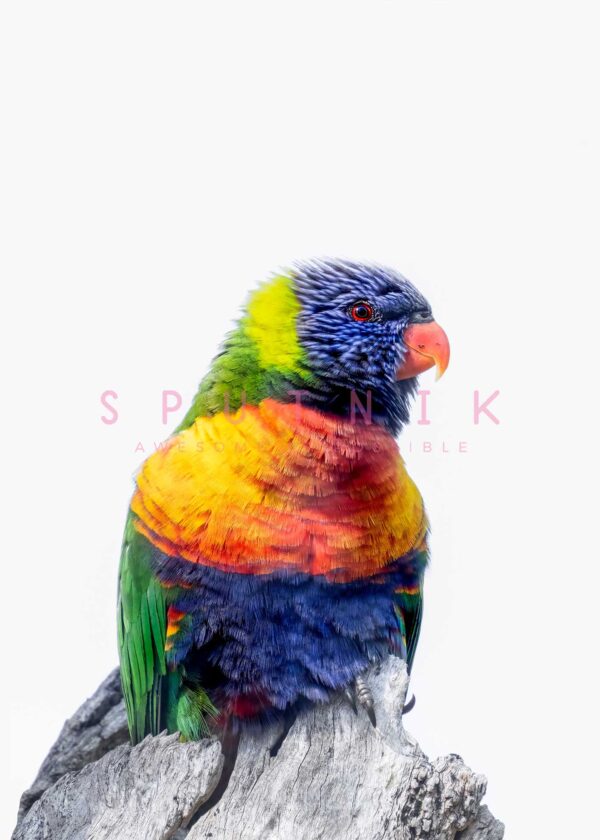 Rainbow Lorikeet Fine Art Print - Image 2