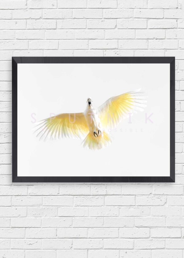 Sulphur Crested Cockatoo Fine Art Print