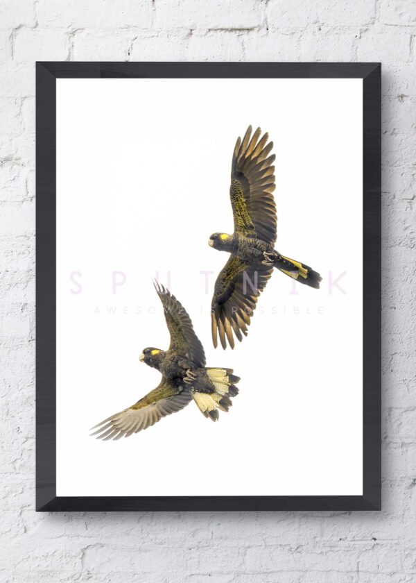 Yellow-tailed Black Cockatoo Fine Art Print