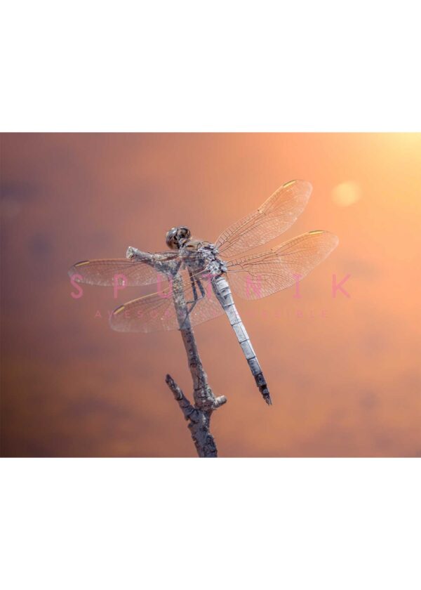 Dragonfly: Grey at sunset - Image 2