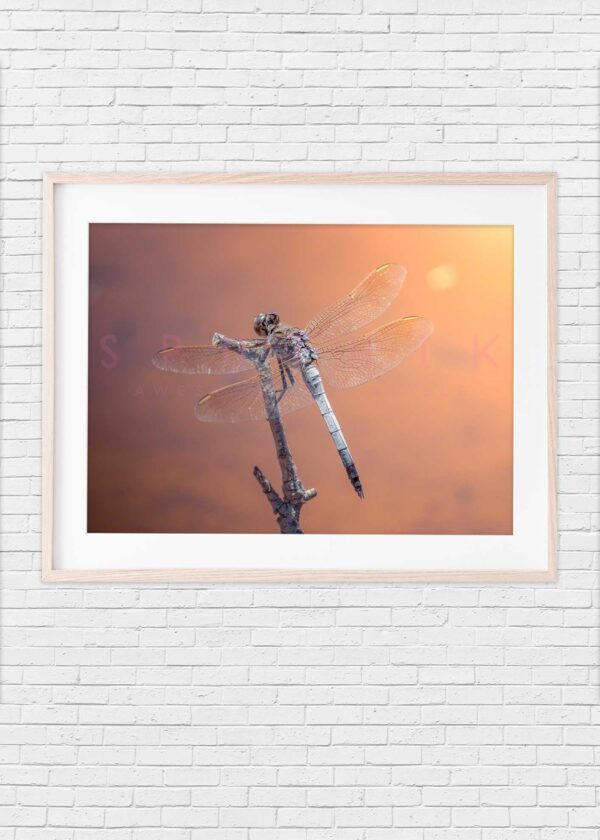 Dragonfly: Grey at sunset