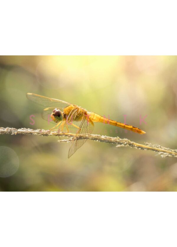 Dragonfly: Gold on stem - Image 2