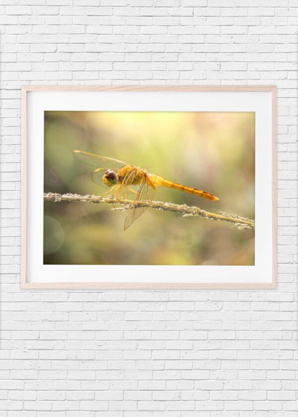 Dragonfly: Gold on stem