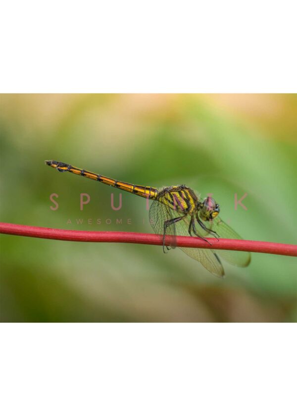 Dragonfly: Gold on red stem - Image 2