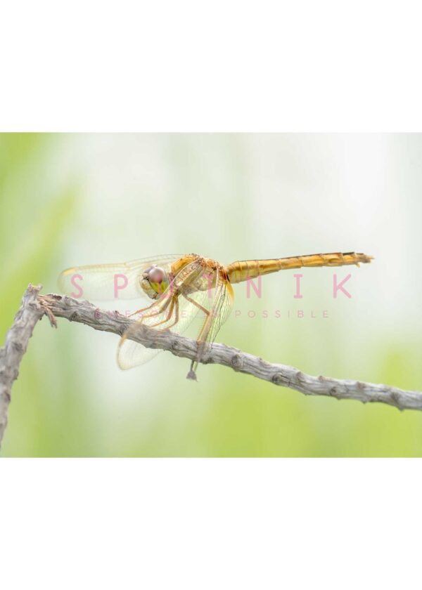 Dragonfly: Golden on twig - Image 2