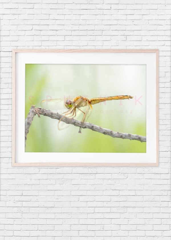 Dragonfly: Golden on twig