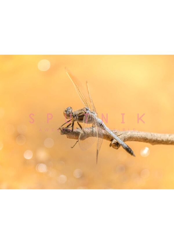 Dragonfly: Grey on golden background - Image 2