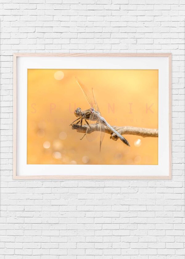 Dragonfly: Grey on golden background