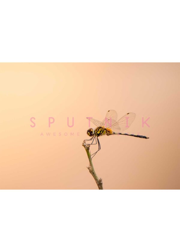 Dragonfly: Green/Yellow - Image 2