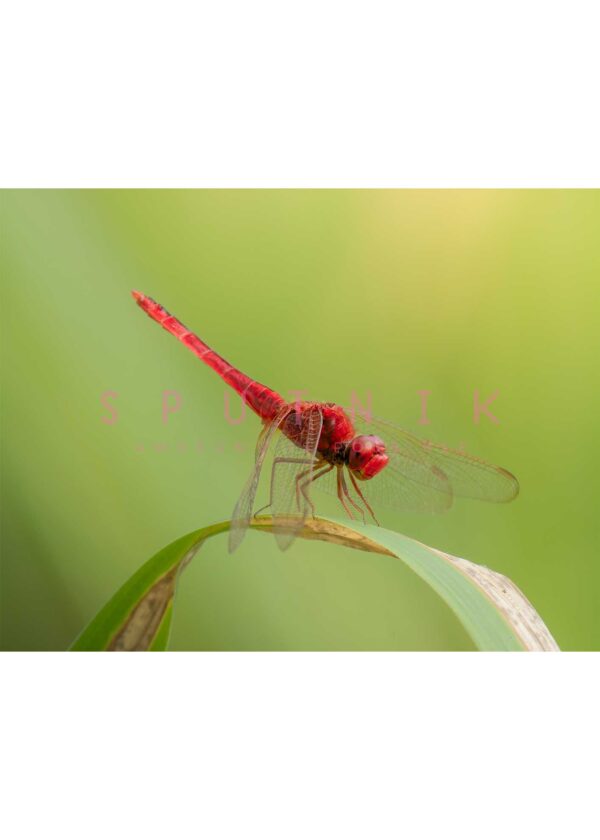 Dragonfly: Red on leaf - Image 2