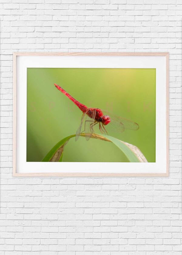 Dragonfly: Red on leaf