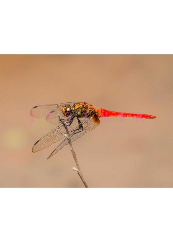 Dragonfly: Red on twig - Image 2