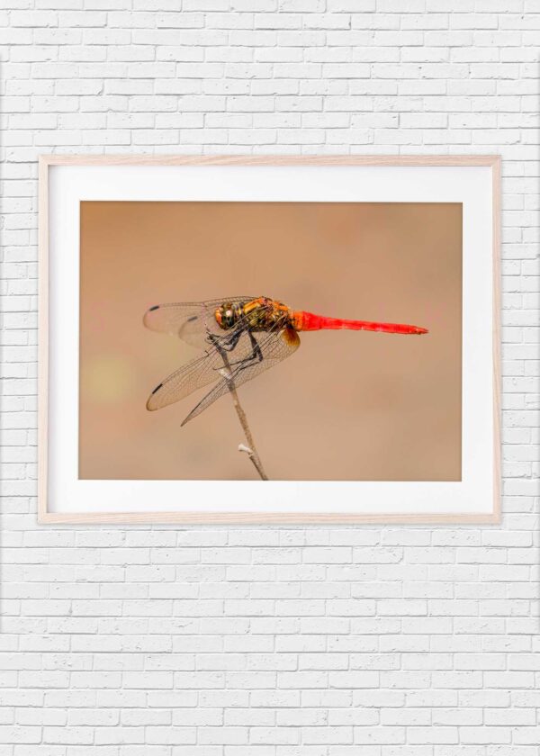 Dragonfly: Red on twig