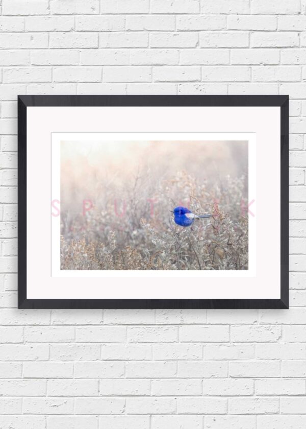 White Winged Fairywren Fine Art Print