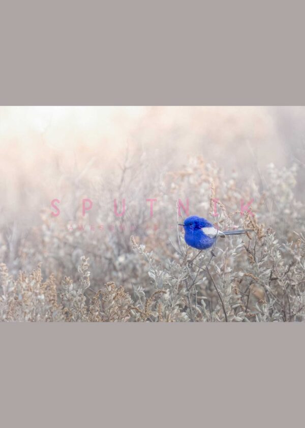 White Winged Fairywren Fine Art Print - Image 2