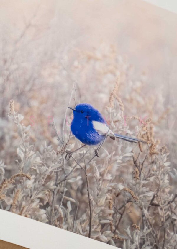 White Winged Fairywren Fine Art Print - Image 3