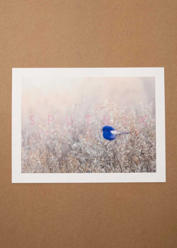 White Winged Fairywren Fine Art Print - Image 4