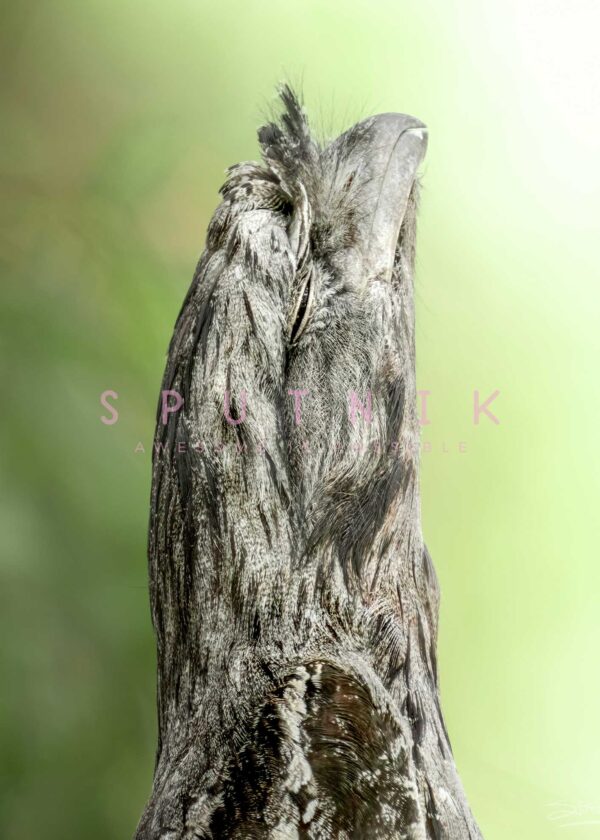 Tawny Frogmouth Fine Art Print - Image 2