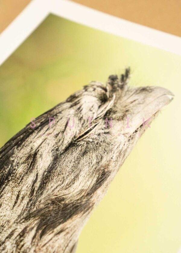 Tawny Frogmouth Fine Art Print - Image 3