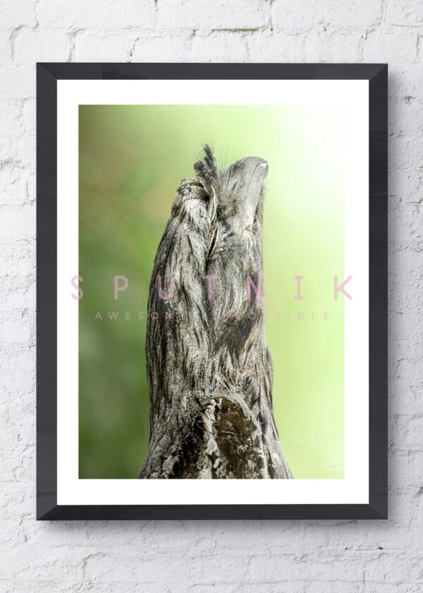 Tawny Frogmouth Fine Art Print