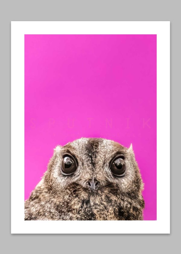 Owlet Nightjar (Pink)  Fine Art Print - Image 2