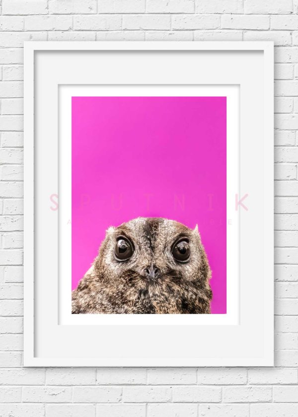 Owlet Nightjar (Pink)  Fine Art Print